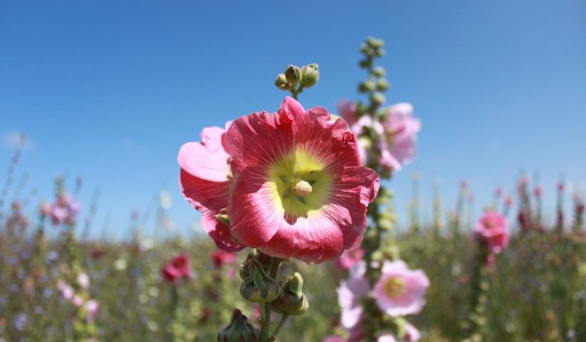 Foto: Blumenwiese, © Fachverband Biogas e. V. Alternativer Text