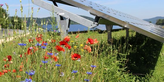 Solarpark Mooshof am Bodensee, © Plattform EE BW